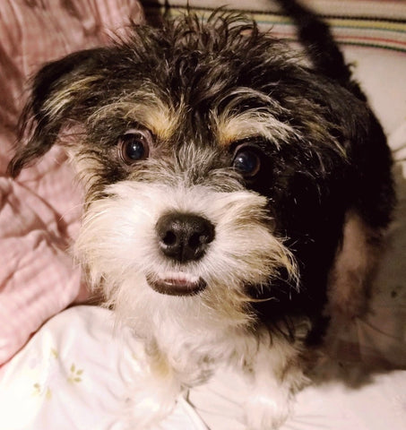 bodhi terrier puppy cute dog teeth