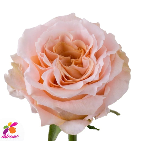 Shimmer Peach Rose Variety – Eblooms Farm Direct Inc.