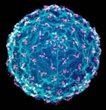 image of cold virus
