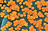 image of Staphylococcus virus