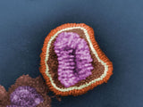 image of flu virus