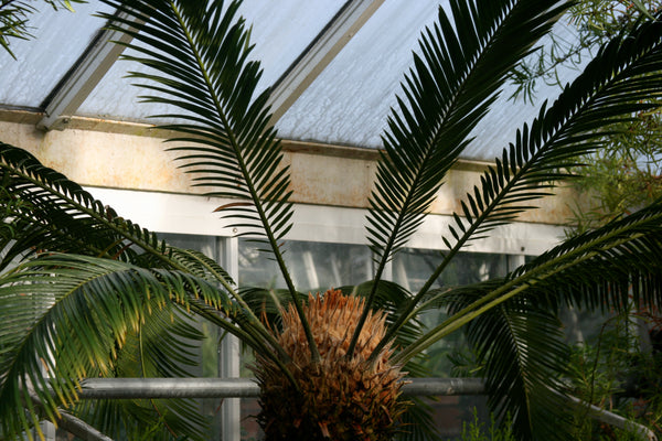 Cycads at the Smith College Botanical Garden