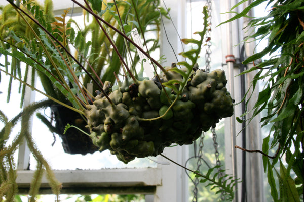 Exotic fern at Smith College Botanical Garden