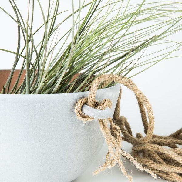 KESTREL - Air Plant Care Guide / Chattman Photography 