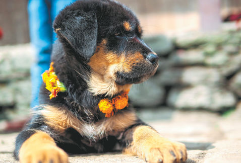Nepals festival of dogs Kukur Tihar