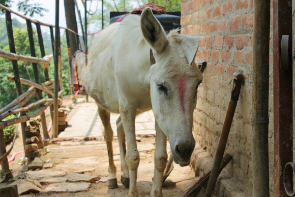 Donkey Sanctuary in Nepal