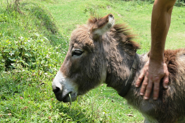The Donkey Sanctuary in Nepal