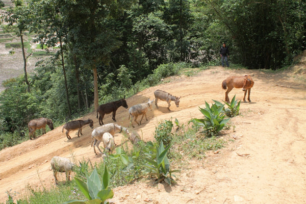Animal Nepal Donkey Sanctuary
