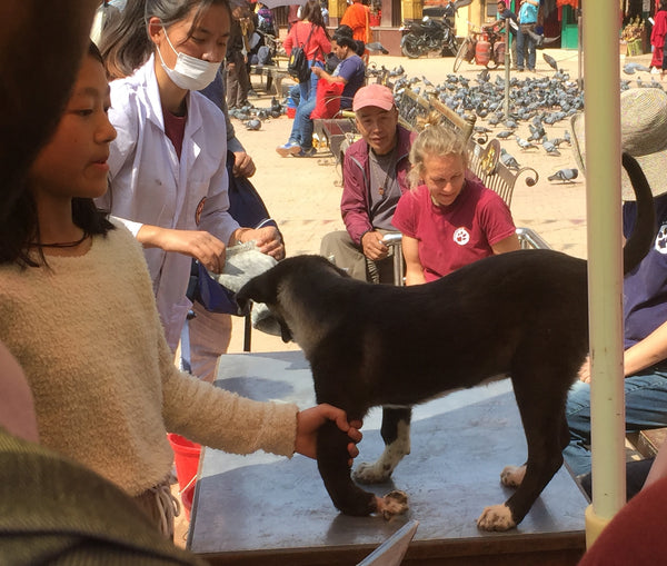 Street Dog Care, Boudhanath Stupa kathmandu