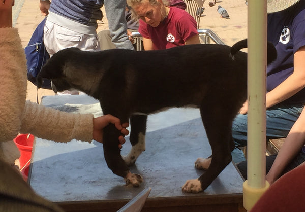 Street Dog Care Saturday Camp at boudha Stupa