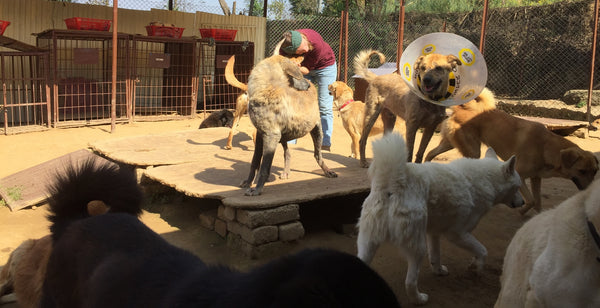 Street Dog Care Kathmandu