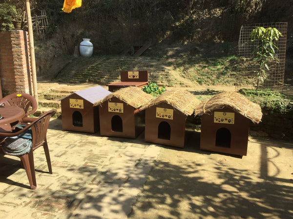 Street Dog Kathmandu Dog Shelter Kennels