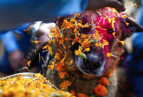 Kukur Tihar Festival in Nepal