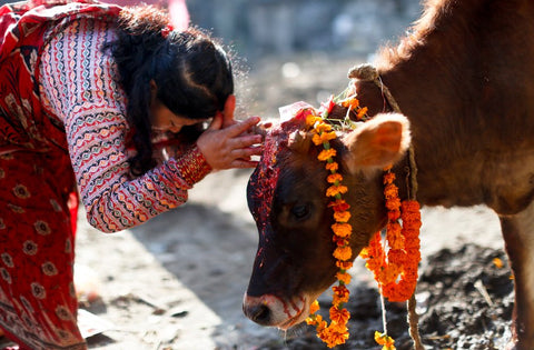 Gai Tihar in Nepal