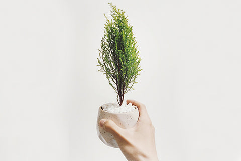A person holding a ceramic pot with a small tree 