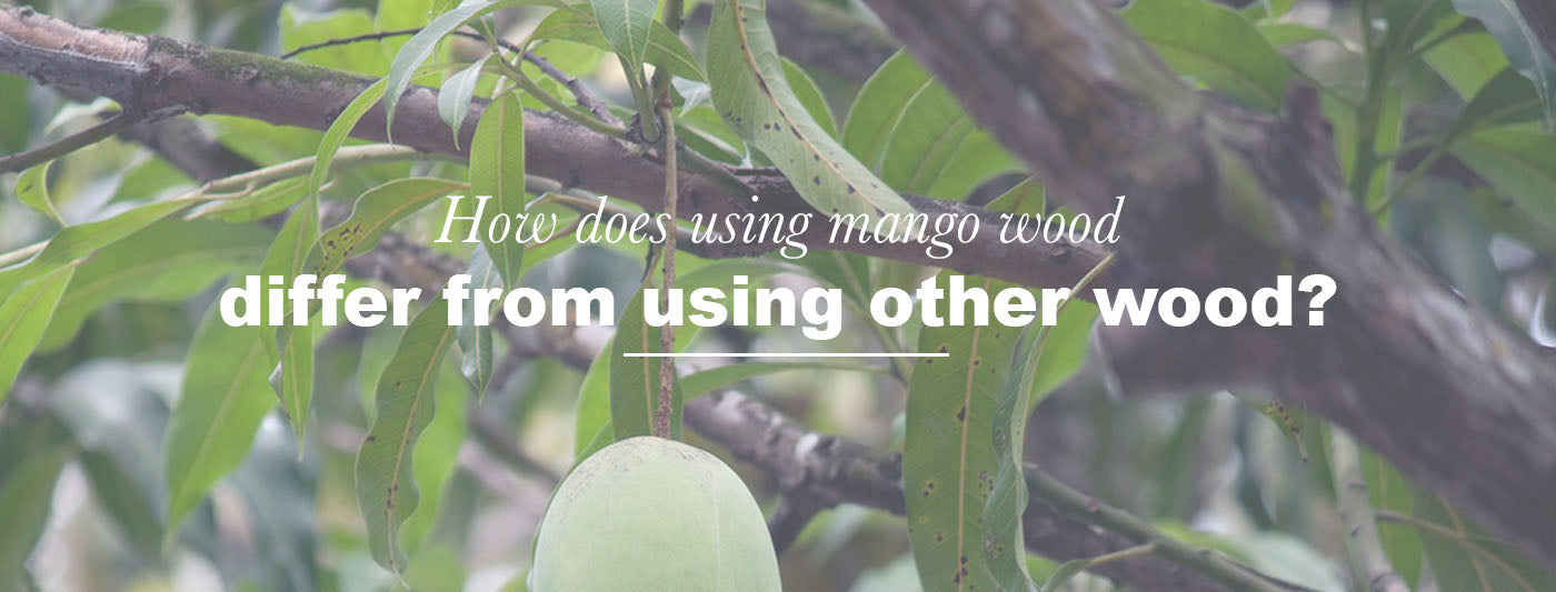 Mango Fruit in Tree