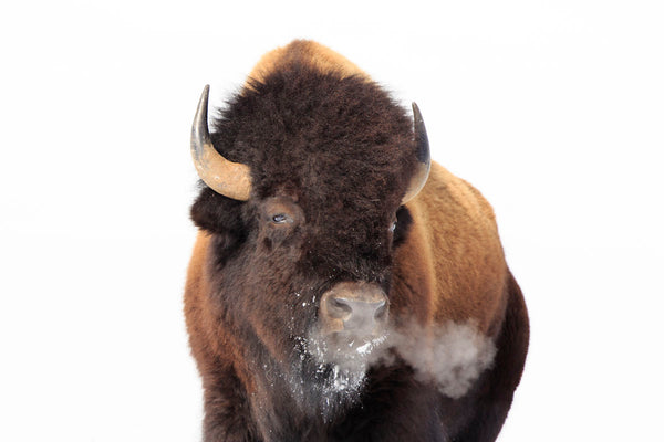 Montana Bison by Jason Savage Nature Photo Poster 18x26 WILDLIFE ART PRINT 