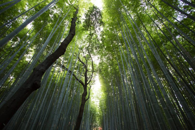 bamboo trees LOTUSWEI flower essences