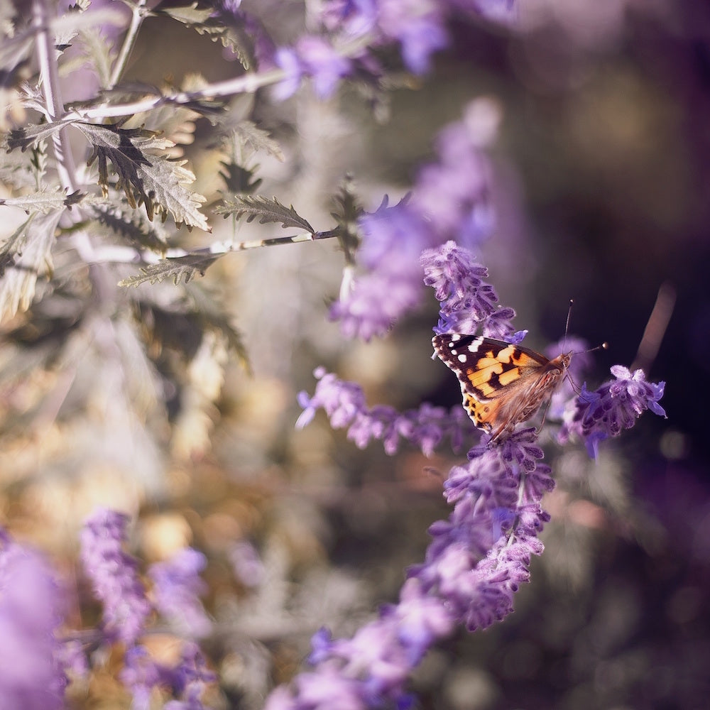 monarch butterfly on lavender LOTUSWEI flower essences