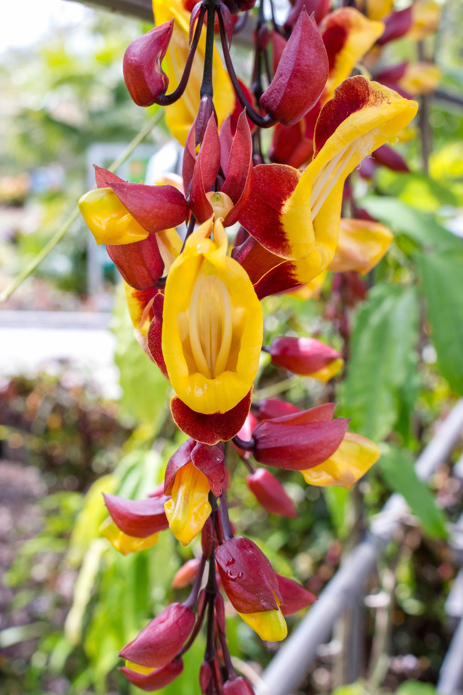 Clock Vine LOTUSWEI flower essences