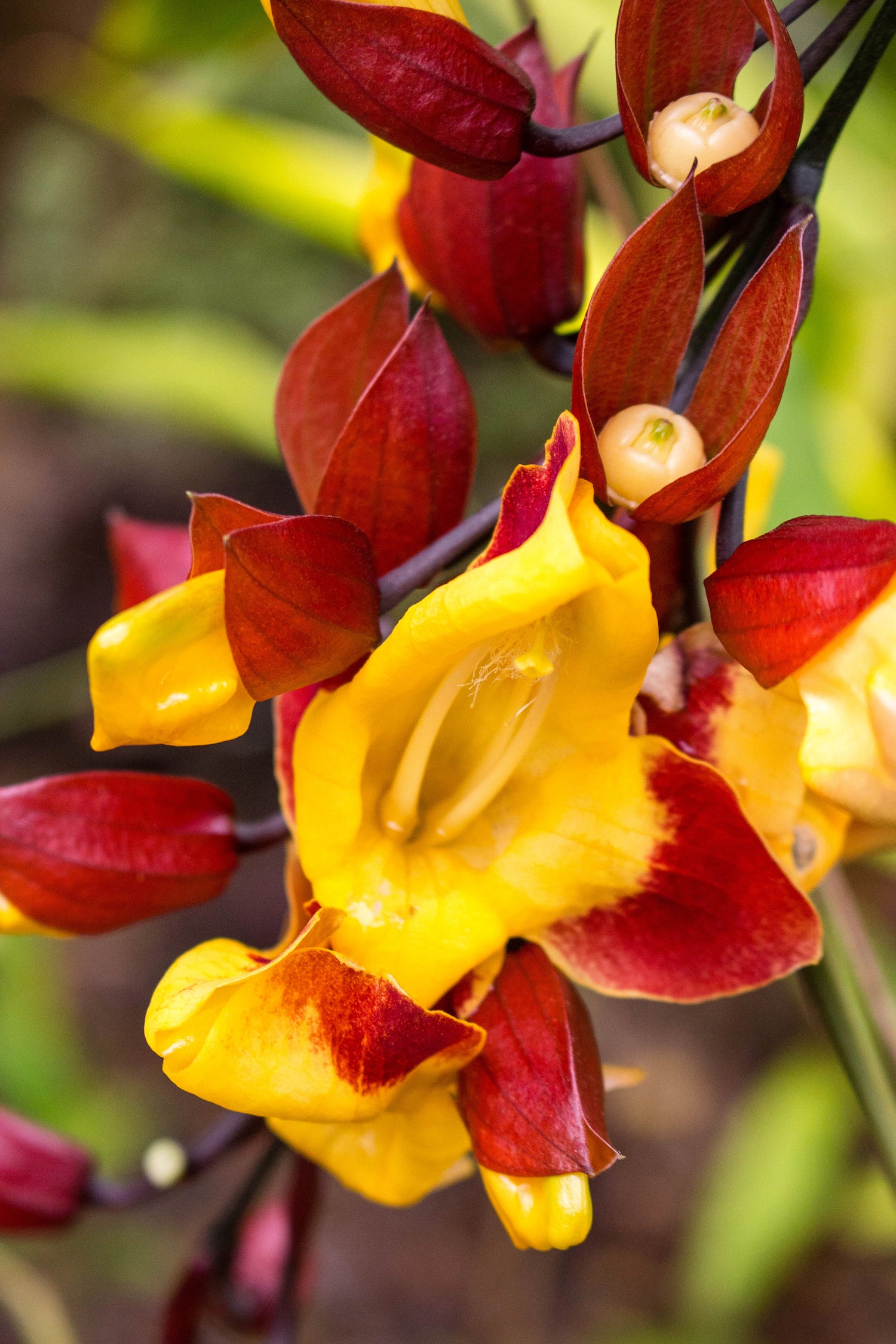 Clock Vine LOTUSWEI flower essences