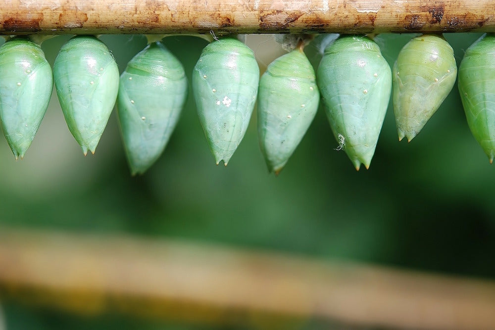 green cocoons LOTUSWEI flower essences