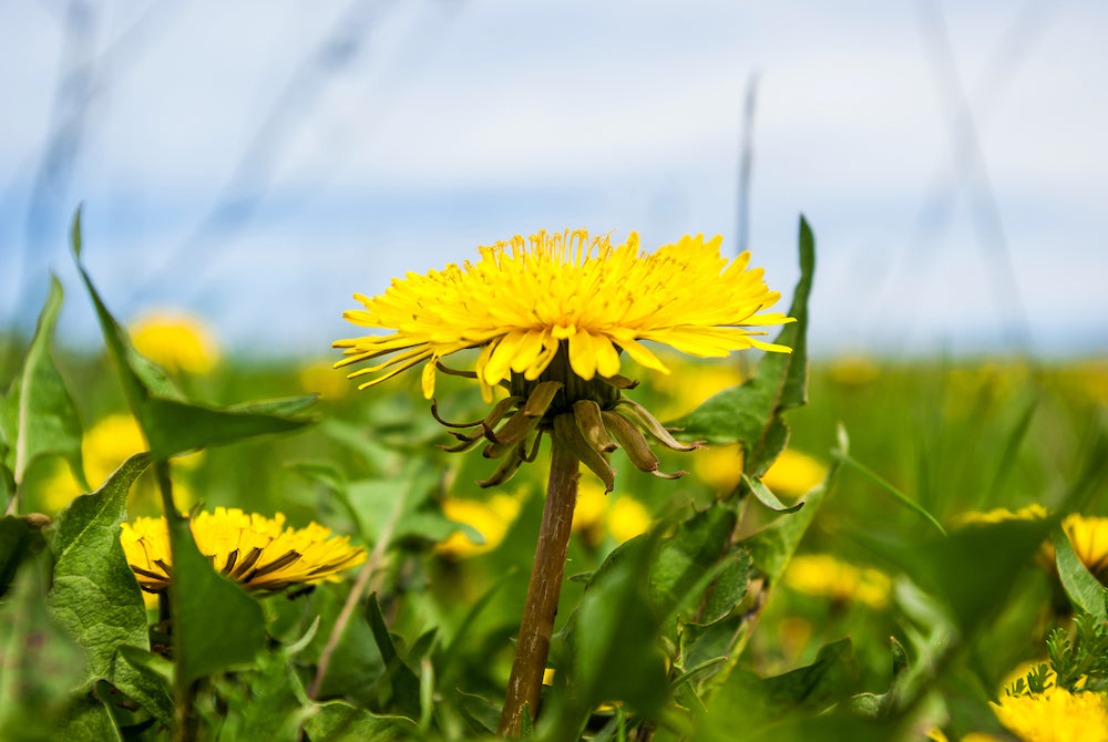 dandelion LOTUSWEI flower essences