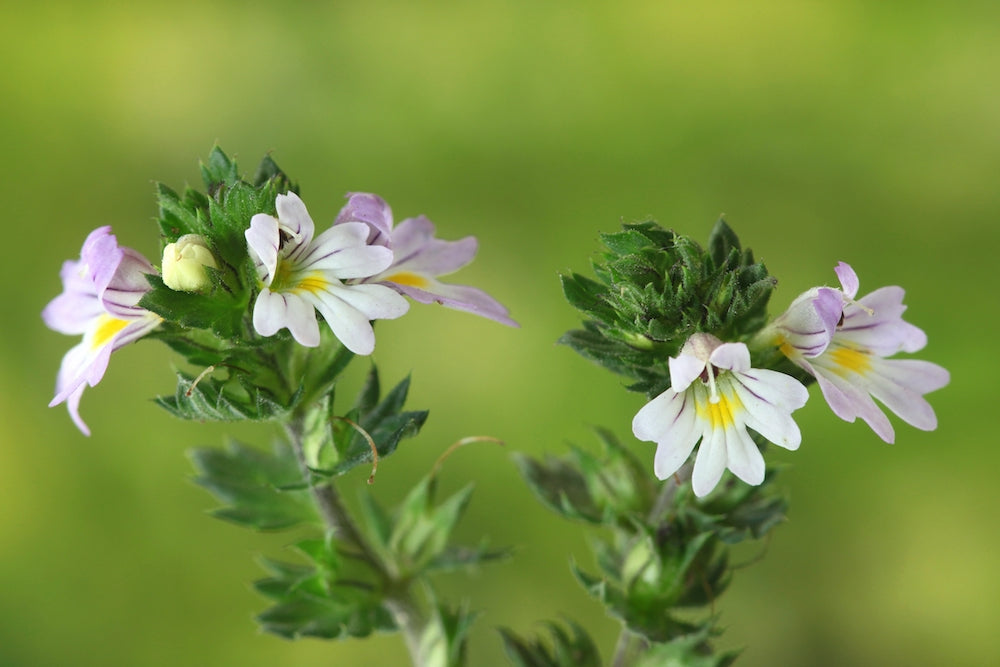 euphrasia LOTUSWEI flower essences