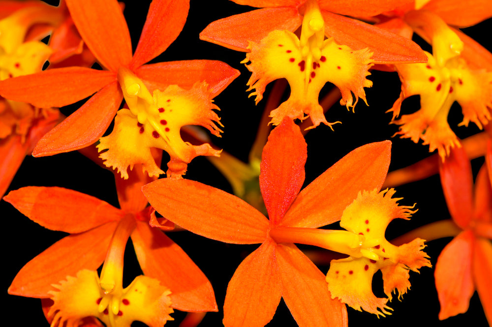 firestar orchid LOTUSWEI flower esssences