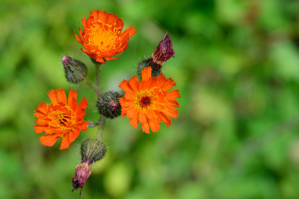 orange hawkweed LOTUSWEI flower essences