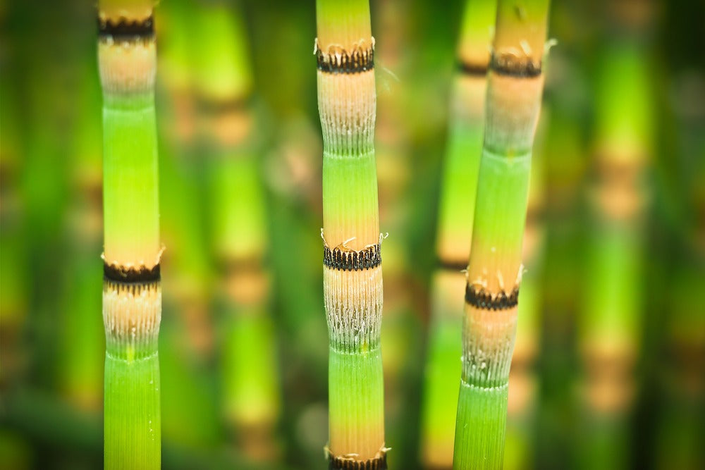 Horsetail LOTUSWEI flower essences