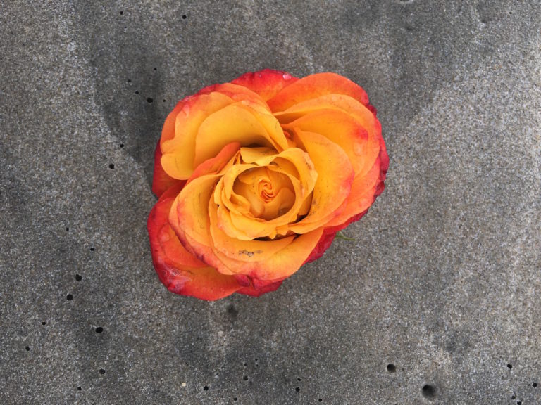 orange rose LOTUSWEI flower essences