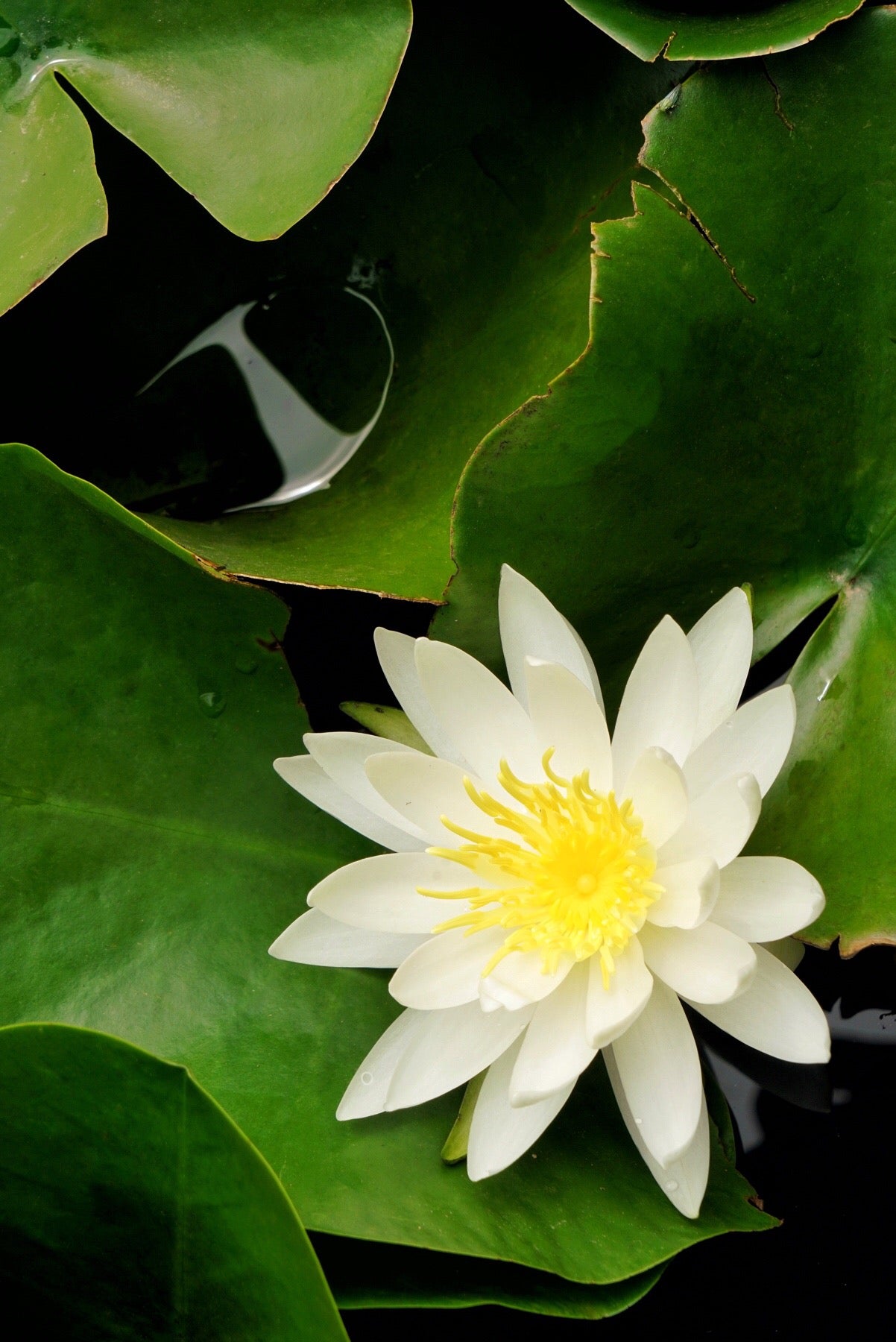white water lily flower essence LOTUSWEI flower essences