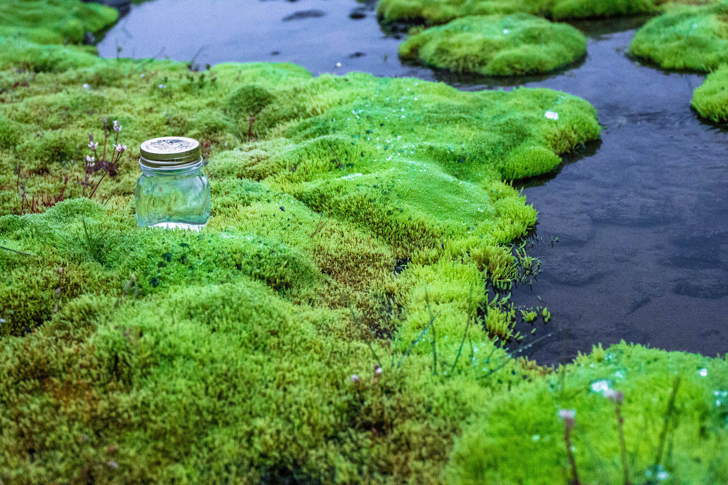 Icelandic Moss LOTUSWEI flower essences