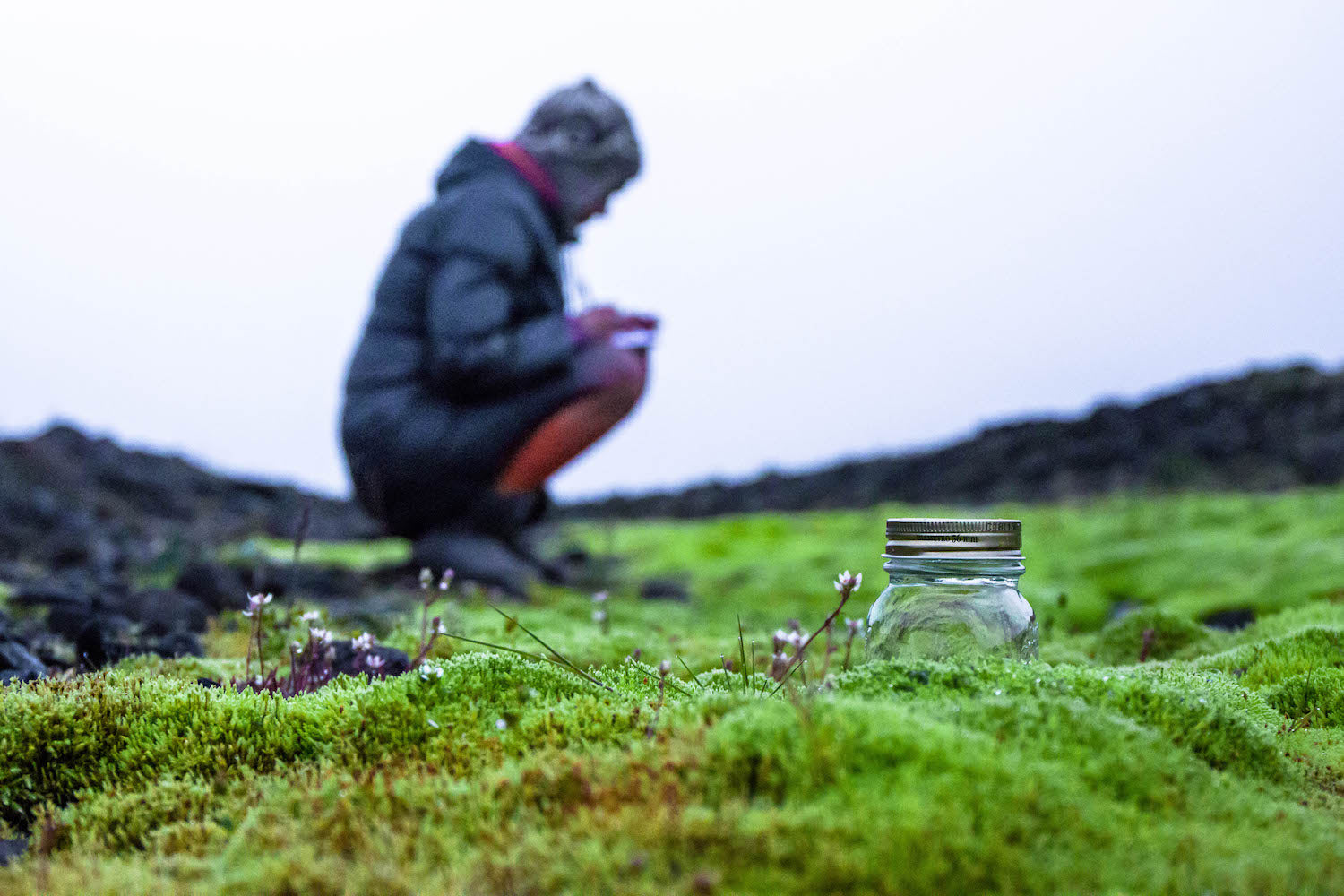 Icelandic Moss LOTUSWEI flower essences