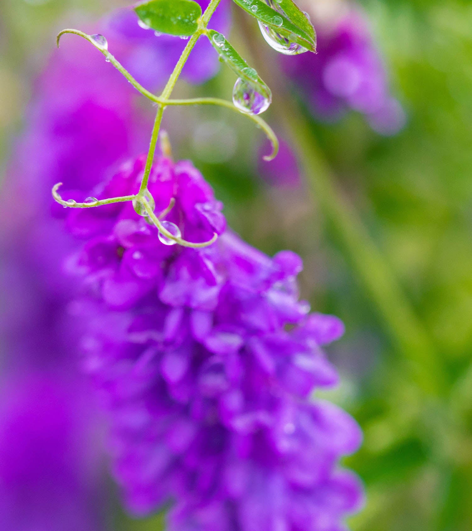 Icelandic Vicia LOTUSWEI flower essences