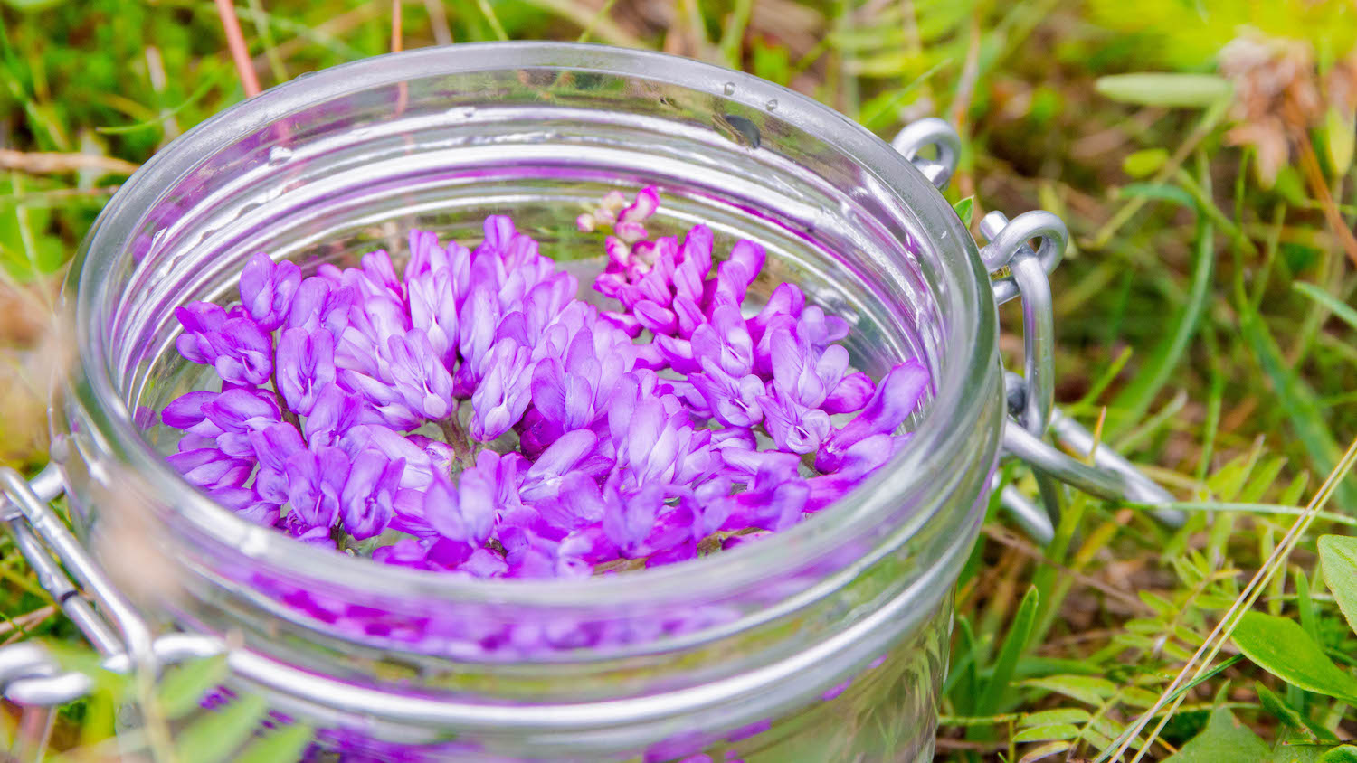 Icelandic Vicia Collection LOTUSWEI flower essences