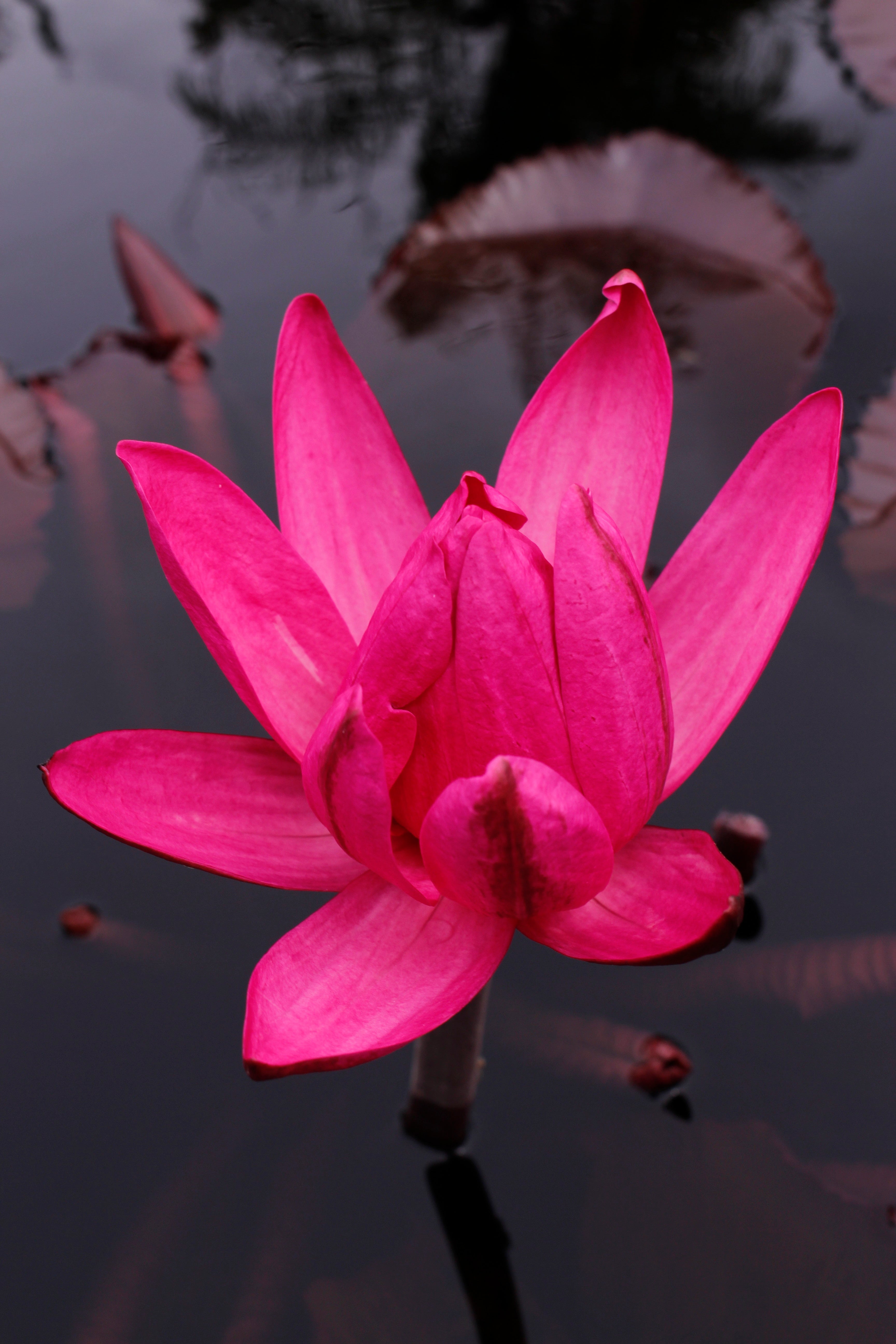 red cup water lily