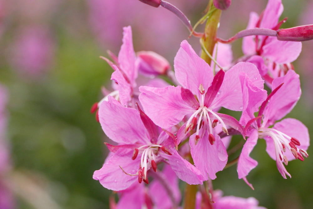 fireweed LOTUSWEI flower essences