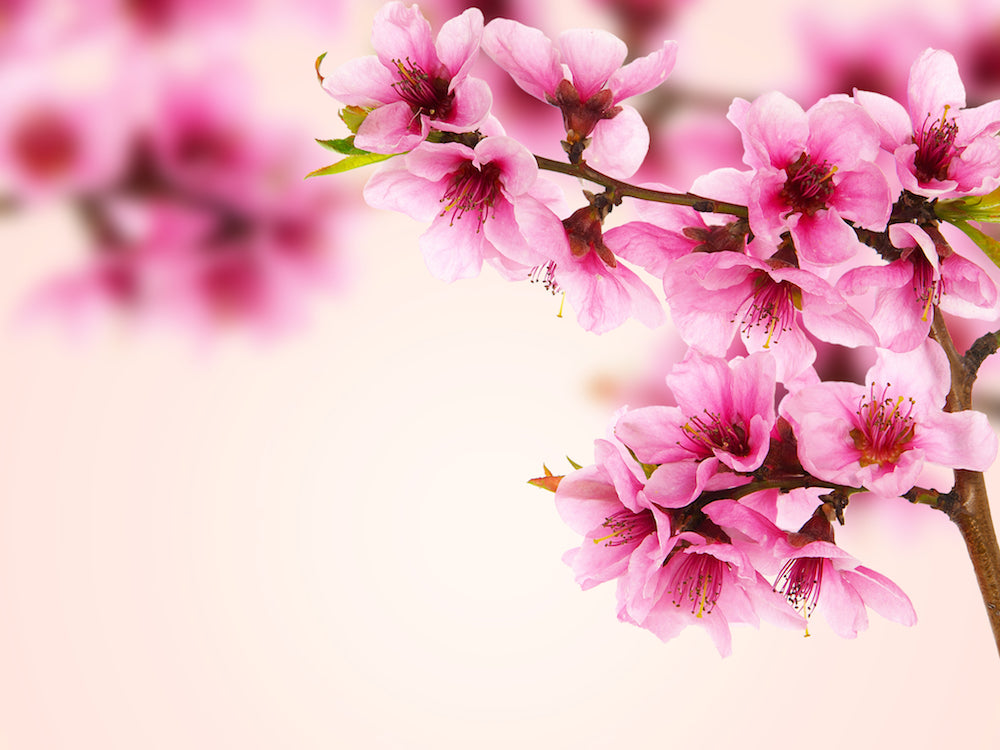 Nectarine Blossom LOTUSWEI flower essences