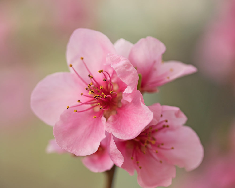 Nectarine Blossom LOTUSWEI flower essences