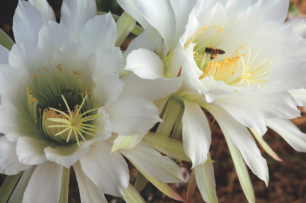 Night Blooming Cereus Argentine Giant by Louie Shwartzberg LOTUSEWI flower essences