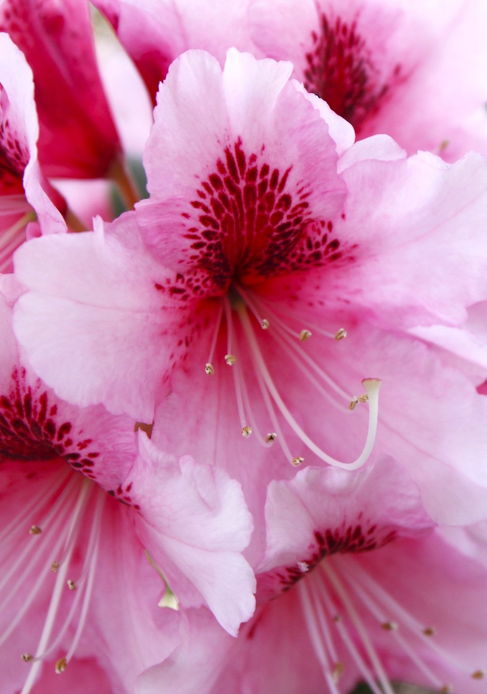 pink rhododendron LOTUSWEI flower essences