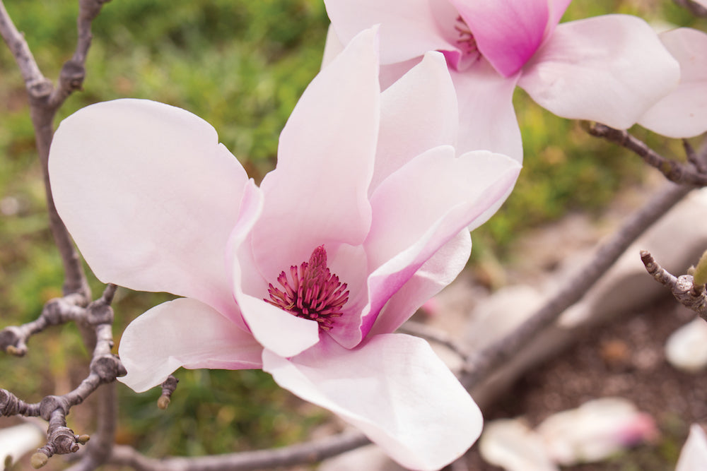 Pink Magnolia LOTUSWEI flower essences