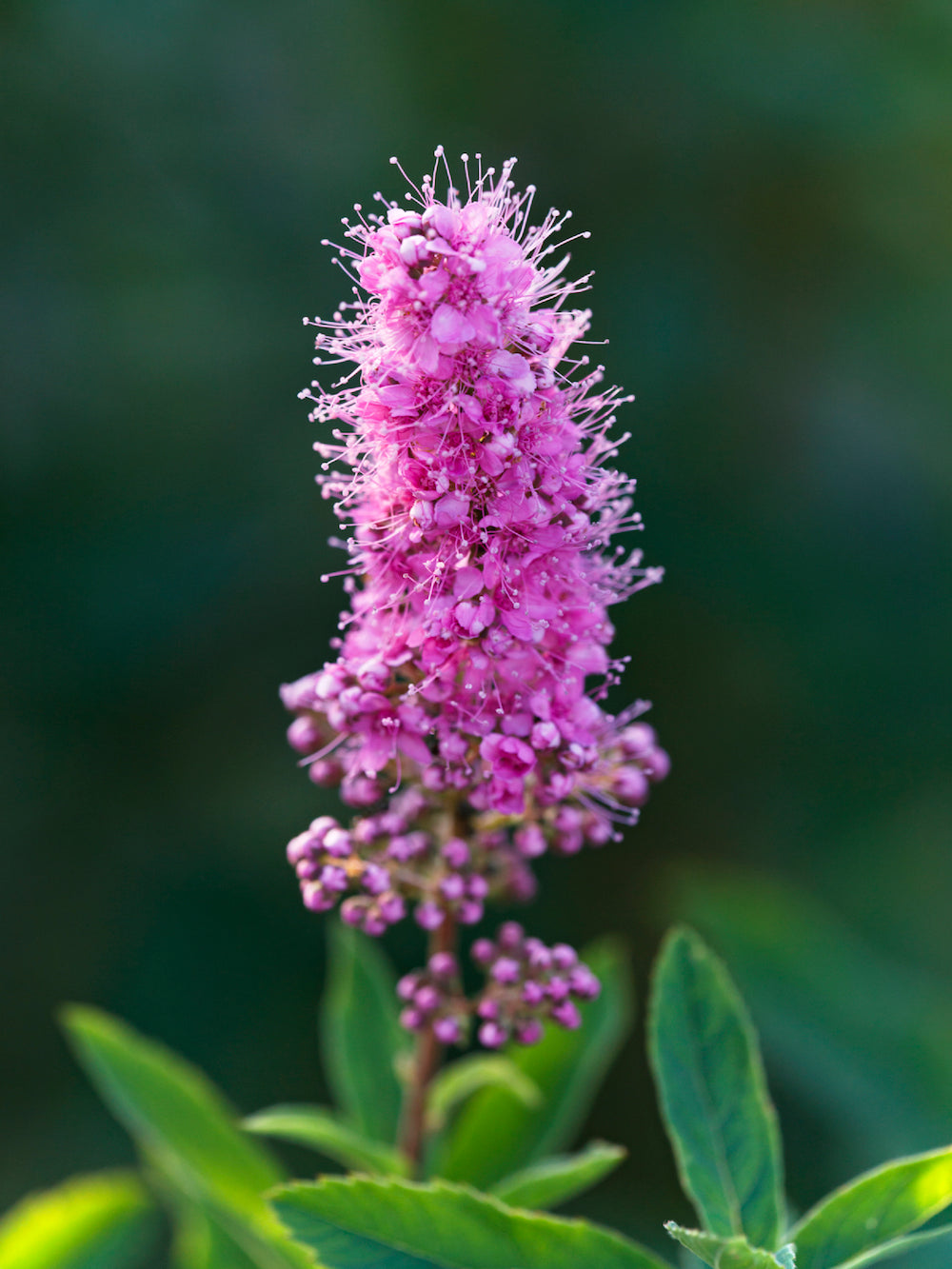 pink spirea LOTUSWEI flower essences