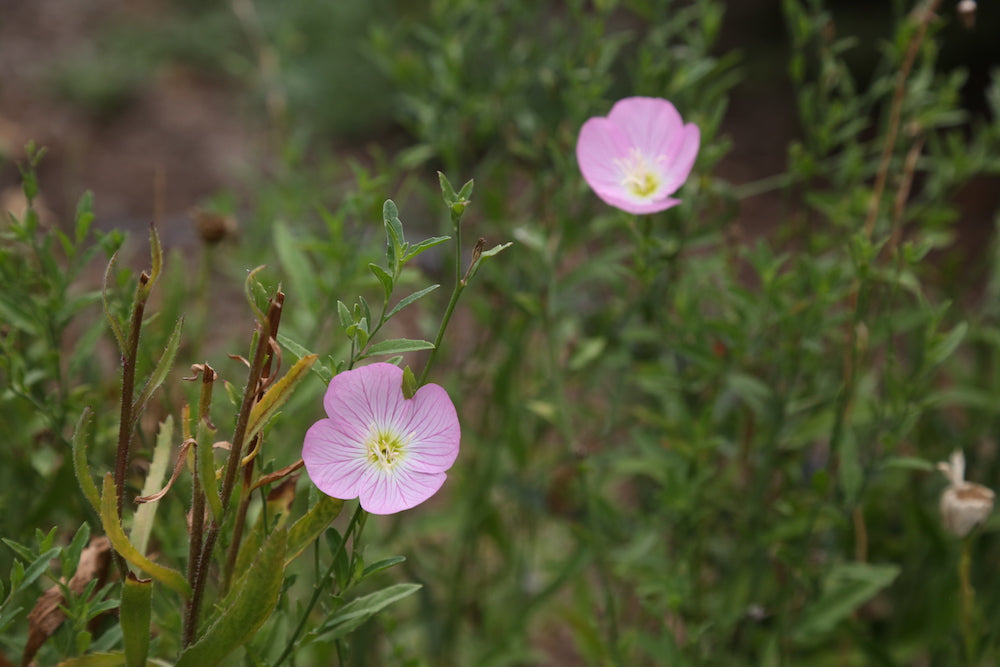 Pink Primrose LOTUSWEI flower essences