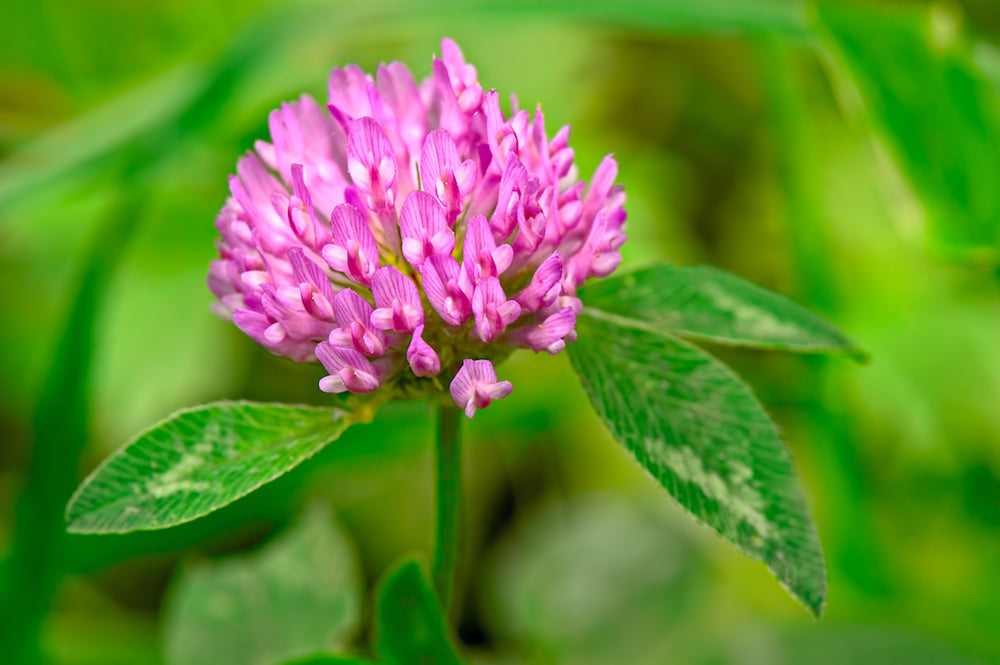 red clover LOTUSWEI flower essences