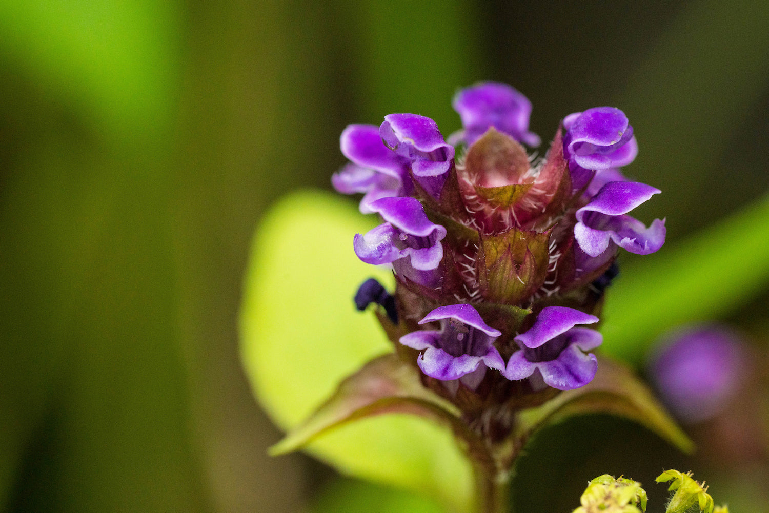 Self Heal Iceland LOTUSWEI flower essences