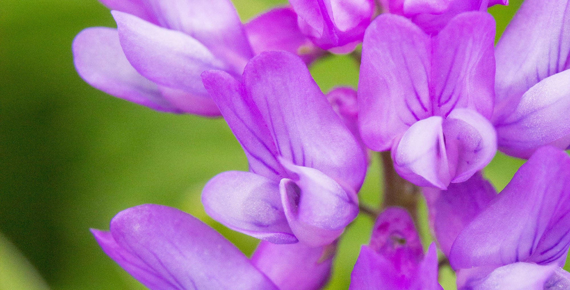 Icelandic Vicia LOTUSWEI flower essences