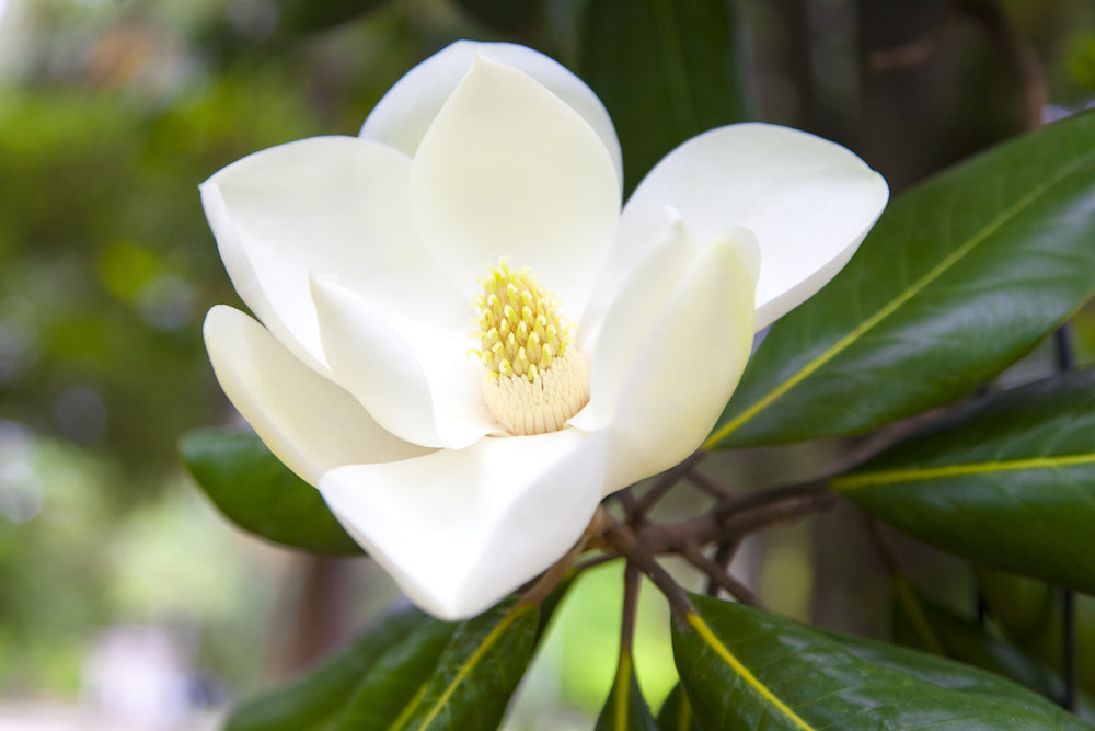 white magnolia tree flower LOTUSWEI flower essences